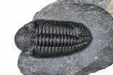 Prone Phacopid (Drotops) Trilobite On Large Limestone #381175-1